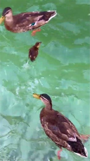 Baby Duck swims with Big Ducks next to a waterfall