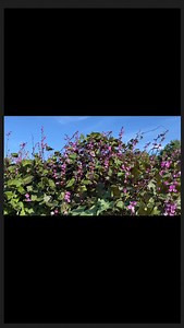 I call this vine “Jack in the Beanstalk” aka Hyacinth Bean Vine. It can grow a foot a day!!! Love everything about it! Seed is in my shop- 🌱fast growing warm-season annual 🌱beautiful flowers that bees love 🌱edible purple beans 🌱winter kills 🌱not a strong reseeder, so it won’t take over My garden shop is full of the same seeds I grow from! FREE—- ⬇️⬇️⬇️ FREE—- ⬇️⬇️⬇️ FREE—- ⬇️⬇️⬇️ HOW TO BUILD A TRELLIS TUNNEL course is waiting for you inside my LEARN phone APP. Search your phones APP STORE 