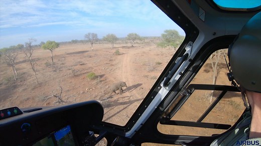To dart an elephant, “you need very good helicopters and you need exceptional pilots.” South African National Parks veterinarian Dr. Peter Buss explains more about the process in this video, part of our series on helicopters in Kruger National Park. | Vertical Plus