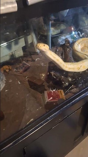 burmese python excited for feeding