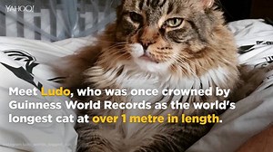 This cat was once crowned the world's longest cat. He's since been dethroned -- but he's also grown a few more inches! | Yahoo Canada