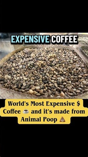 World's most expensive coffee and it's made from animal poop 💩