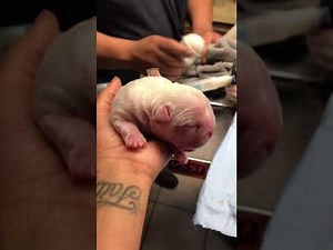 Dog Cesarean Section English Bulldog giving birth