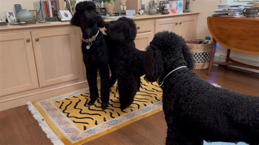 Poodle play - notice the agitator(sister) does the infamous poodle poke several times and goes in for a bite on the back of the front leg to instigate some rowdy poodle wrestling. These are typical poodle play moves. I anticipate seeing the exact same play moves in the 10 week old litter I am evaluating on Saturday. Brother/sister play is the same whether they are 10 weeks or 2 years old. Poodles that didn’t grow up together recognize poodle play when they see it. It’s the common poodle language