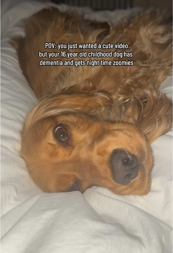 Herbert and Clover (@herbertandclover) - Understanding Sundowner Syndrome in Senior Dogs