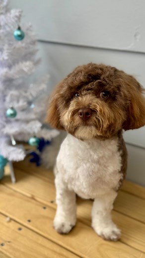 BillyBoy! A regular visitor to Salty Dog and such a total sweetheart. This little pup has learnt the grooming routine so well! truly a no-fuss boy! 🐾🩵 | Salty Dog