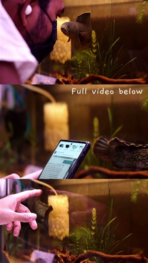 🤯Pet monster fish ஆ?‼️ channa fish in tamil | aquarium #shorts