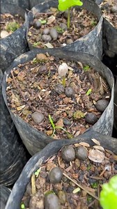 Coffee seedlings process #shortvideos #coffeebeans #process #seedlings