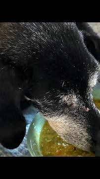 Dog food recipe for senior dogs from a professional chef!
