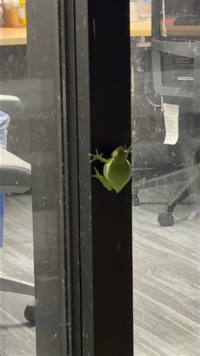 Tree Frog Beeps On Office Window || ViralHog