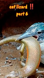 Kingfisher bird vs lizard #bird #kingfisher #nationalgeopark #wildbird #wildlife #birdwatching #birdlovers #beautifulbird #nature #animals | Camera Birds23