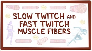 Slow twitch and fast twitch muscle fibers: Video, Causes, & Meaning | Osmosis