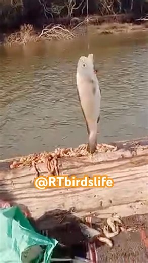 Karachi Fishing | Mangrove Fishing Point pr Mushka Ka Shikar #trending #viralvideo #pakistan #birds