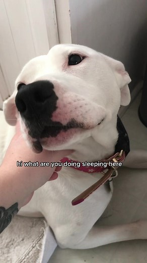 Discover the Meaning Behind Dog Mlems | ASL, Deaf Dog, and More!