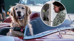 279K views · 285 reactions | This is how dogs are trained for movies and TV. | Insider Entertainment | Facebook