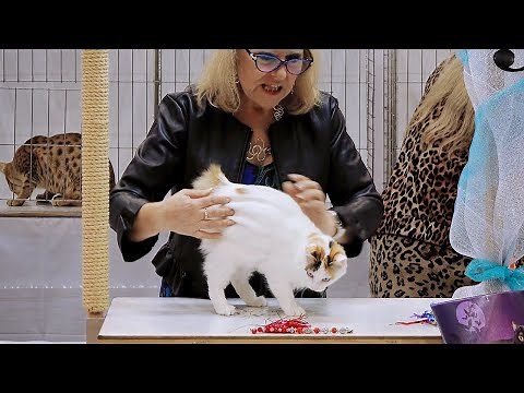 CFA International Show 2018 - Japanese Bobtail kitten class judging