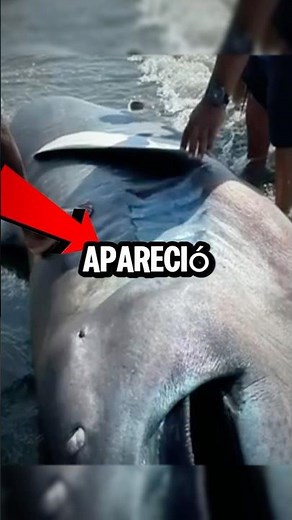Peruvians ate a very rare shark #peru