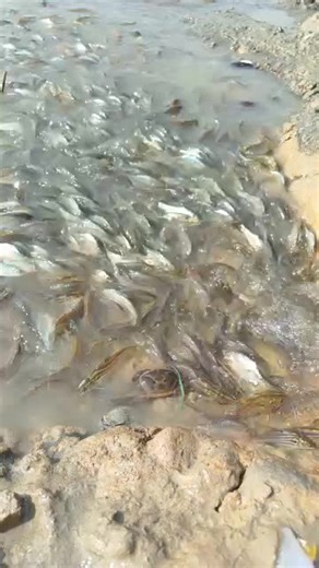 Krish yadav (@rahul.yadav4726)’s videos with original sound - 🔥Nikhil yadav🔥