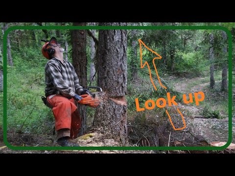 Skidding Cones and Felling Snags.