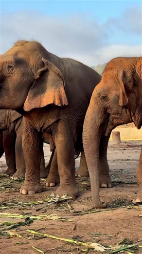 Bananas — Grandma Srinuan’s Favorite Treat 🍌 Grandma Srinuan, our gentle and kind-hearted elder elephant, has cared for generations of young elephants with love and patience. But when it comes to food—especially bananas—she takes it very seriously! Bananas are her absolute favorite, and she often saves them to enjoy later. After finishing their main meal, Faamai walked over to ask for a taste of Grandma’s carefully kept stash of bananas. But will Grandma share? Another sweet moment from our ele