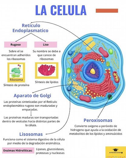 La célula