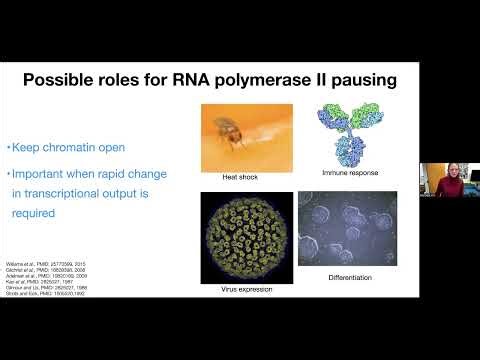 Understanding Gene Expression in the Context of Genome Organization