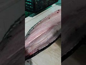 How to properly fillet a Snakehead (with no pinbones)