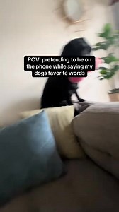 3.2K views · 49 reactions | Pretending to be on the phone while saying my dogs favorite words #Puppy #labradorretriever #BlackLabLove #LabradorLife #PuppyPlaytime #LabradorLovers #BlackLabrador #PuppyJoy #LabradorPuppy #PuppyCuteness #LabradorNation #PuppyHugs #LabradorAdventure #PuppyPaws #LabradorFam #PuppyTailWag #BlackFurBuddies #labpuppy #laboftheday #labs_of_insta #dogtok #dogtoker #dogsoftiktok #dogs | Labrador Retriever Lovers | Facebook