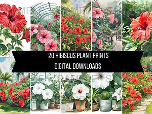 20 Hibiscus Plant Flower Illustrations Art Instant Digital Download Artwork Clipart Images Watercolour Prints - Etsy