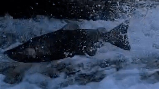 Fall Chinook salmon return to Link River after more than a century