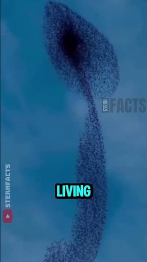 The Incredible Starling Murmuration