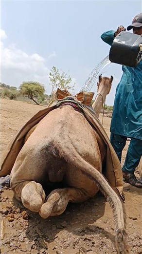 أب مسن يقوم بتجهيز الماء لأطفاله على ظهر جمل في حرارة لاهبة