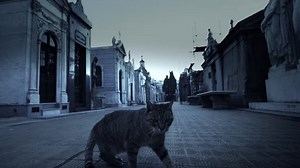 Cat Cemetery Stock Footage Video (100% Royalty-free) 5047427 | Shutterstock