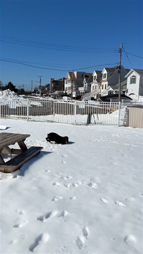 She’s never up to any good my Ruby girl | Dallas and Ruby the Rottties