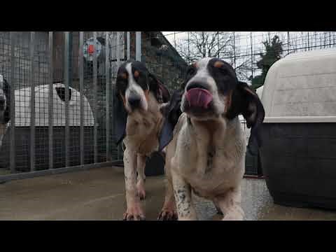 Les saillies à l'élevage