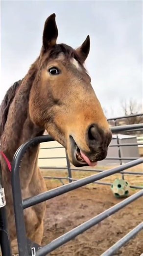 Error 404: Horse logic not found. 🚫#shorts #funnyhorse #horsememes