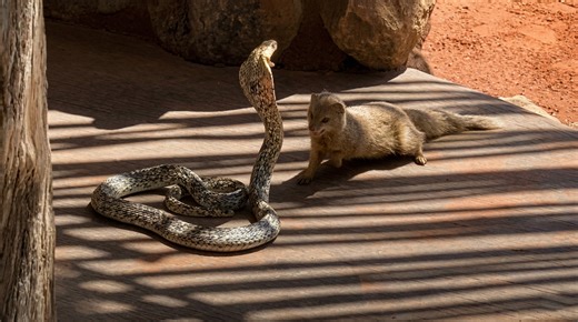 Watch what happens when predators fight over the same prey