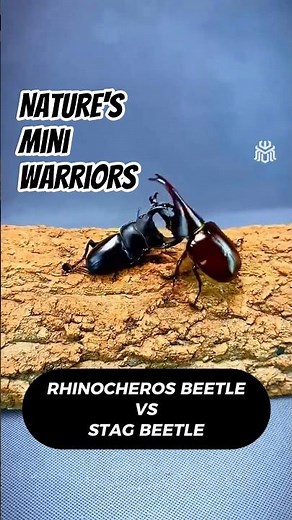 Unbelievable Insect Fights You Must See