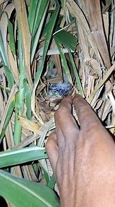 peek at rare bird chicks | Faisal Madura