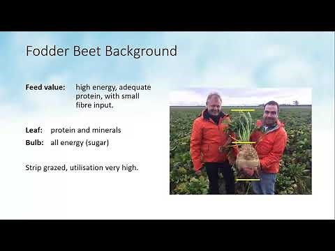 Feeding fodder beet to dairy cows