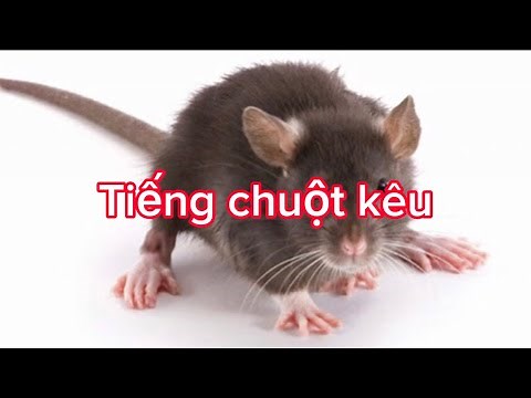 Tiếng chuột kêu gọi đàn | Tiếng chuột kêu to | Tiếng chuột kêu doạ bé đi ngủ, ăn cơm cực dễ dàng