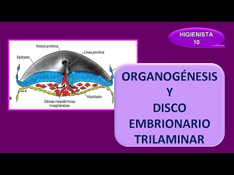 Trilaminar embryonic disc and organogenesis. Formation of the head and facial structures.