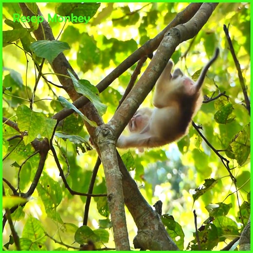 5.7K views · 186 reactions | Baby monkey falls and is seriously injured while trying to escape from mother | RESEP Monkey | Facebook