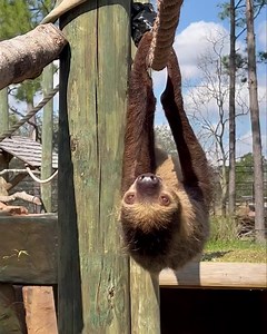 Join us at the Alabama Gulf Coast Zoo for an unforgettable sloth encounter in our South American Adventure. Whether you’re a wildlife enthusiast, a curious kid, or simply looking for a dose of cuteness, Agava and Patron are waiting to steal your heart! 🌿🦥 | Alabama Gulf Coast Zoo
