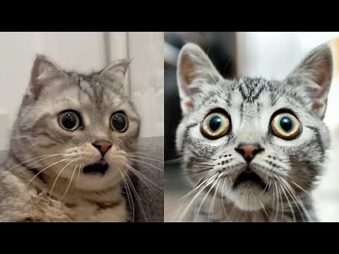 30 MINUTE 🔥🤪 FUNNIEST CATS FAILS COMPILATION 🤣 CAT FUNNY CLIPS 😼
