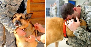 Air Force Is Desperately Looking For People To Adopt Some Of The Retired Military Working Dogs