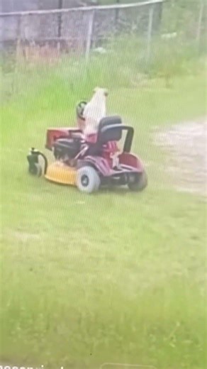 😂wow my neighbor wilding got they’re dog cutting the grass on a riding mower 😳😂must watch