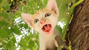 Funny Cats and Kittens Meowing Compilation 2021