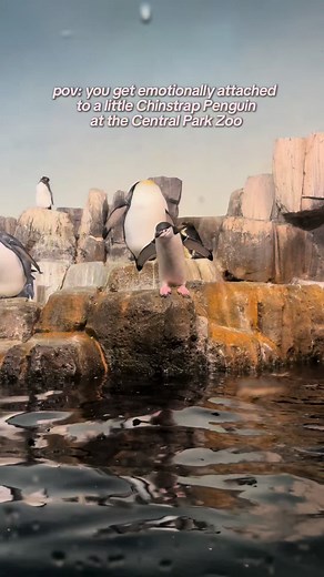 Discover the Charm of Penguins at Central Park Zoo