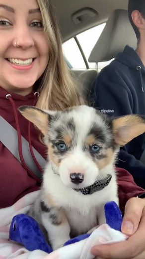 Pepper the corgi on TikTok